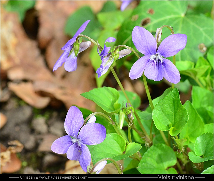 Violette de rivinus - Viola riviniana