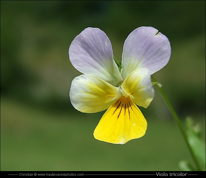 Pensée tricolore - Viola tricolor