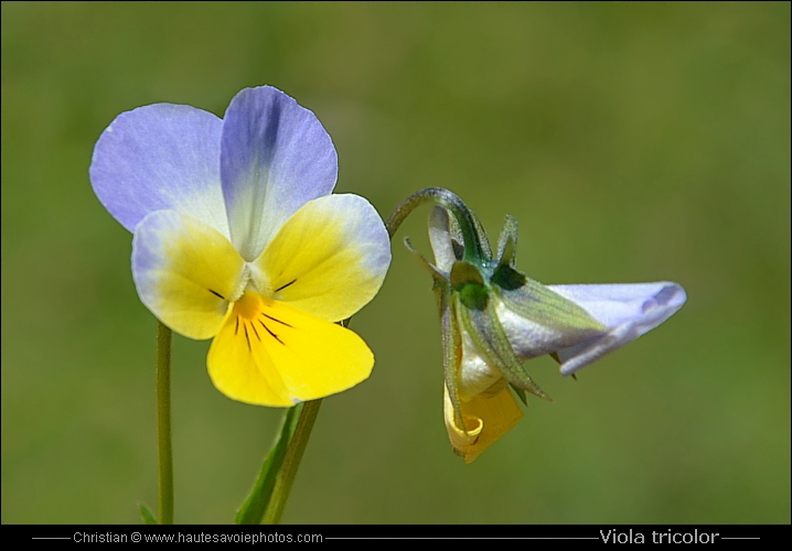 Pensée tricolore - Viola tricolor