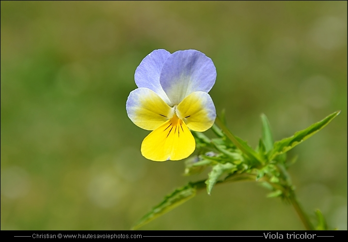 Pensée tricolore - Viola tricolor