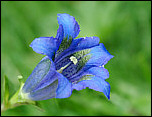 FLEURS / FLOWERS