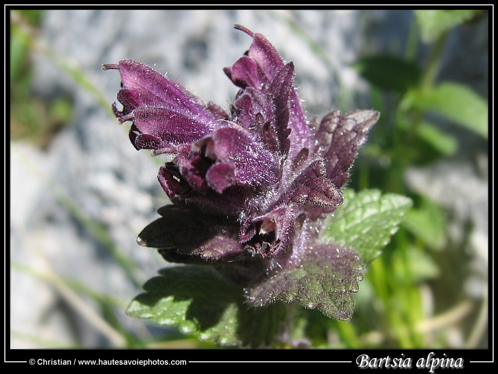 (clic-gauche : fermer / clic-droit : enregistrer)