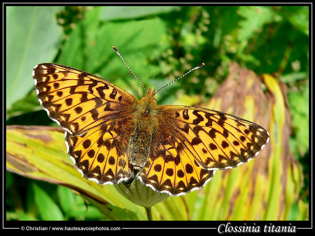 (clic-gauche : fermer / clic-droit : enregistrer)