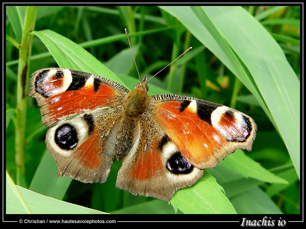 (clic-gauche : fermer / clic-droit : enregistrer)