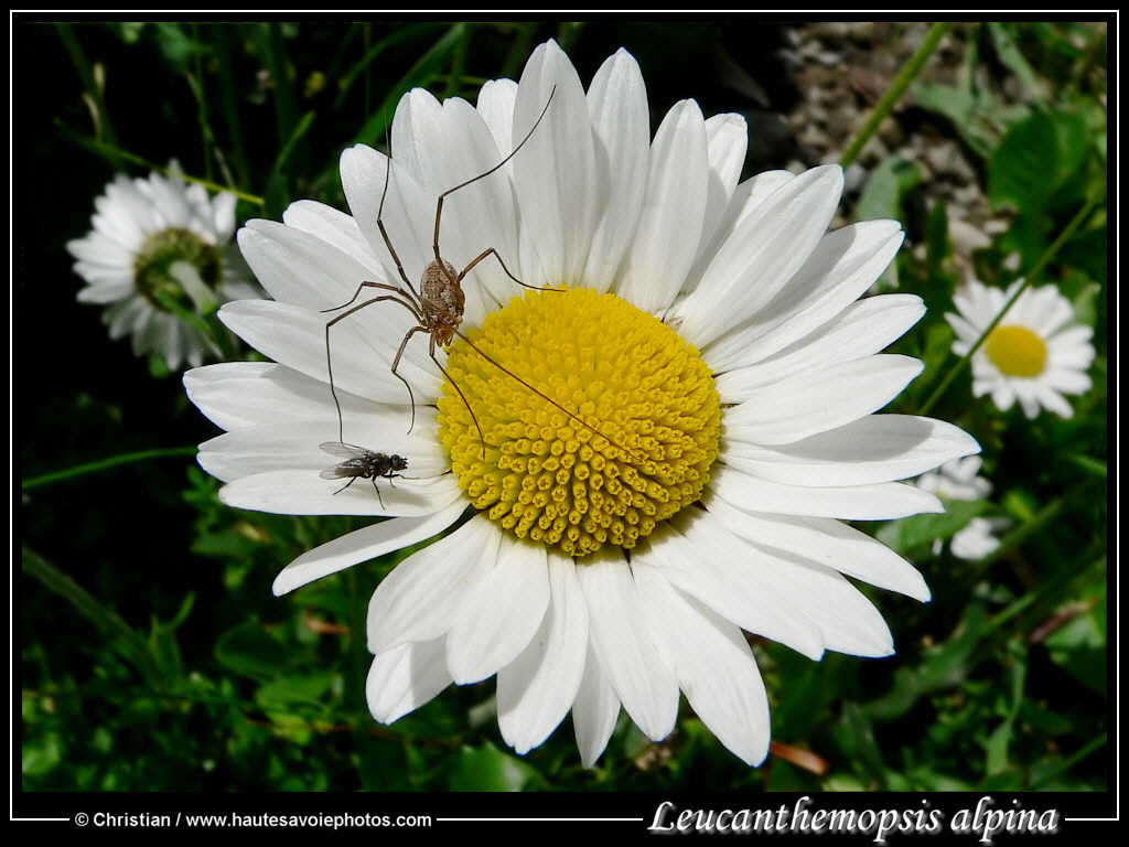 (clic-gauche : fermer / clic-droit : enregistrer)
