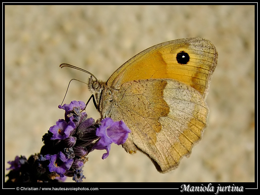 (clic-gauche : fermer / clic-droit : enregistrer)