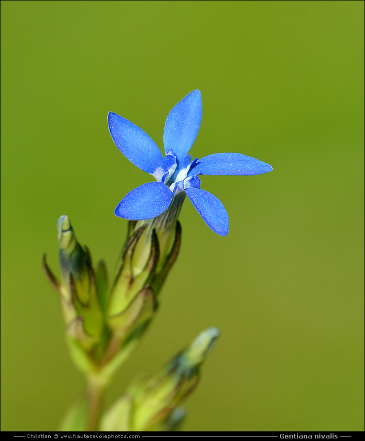 Gentiane des neiges - Gentiana nivalis