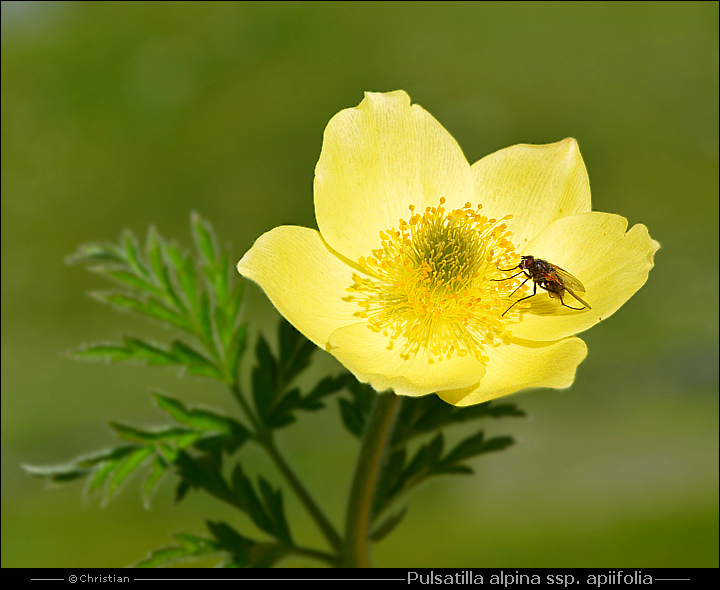 Anémone soufrée - Pulsatilla alpina spp. apiifolia